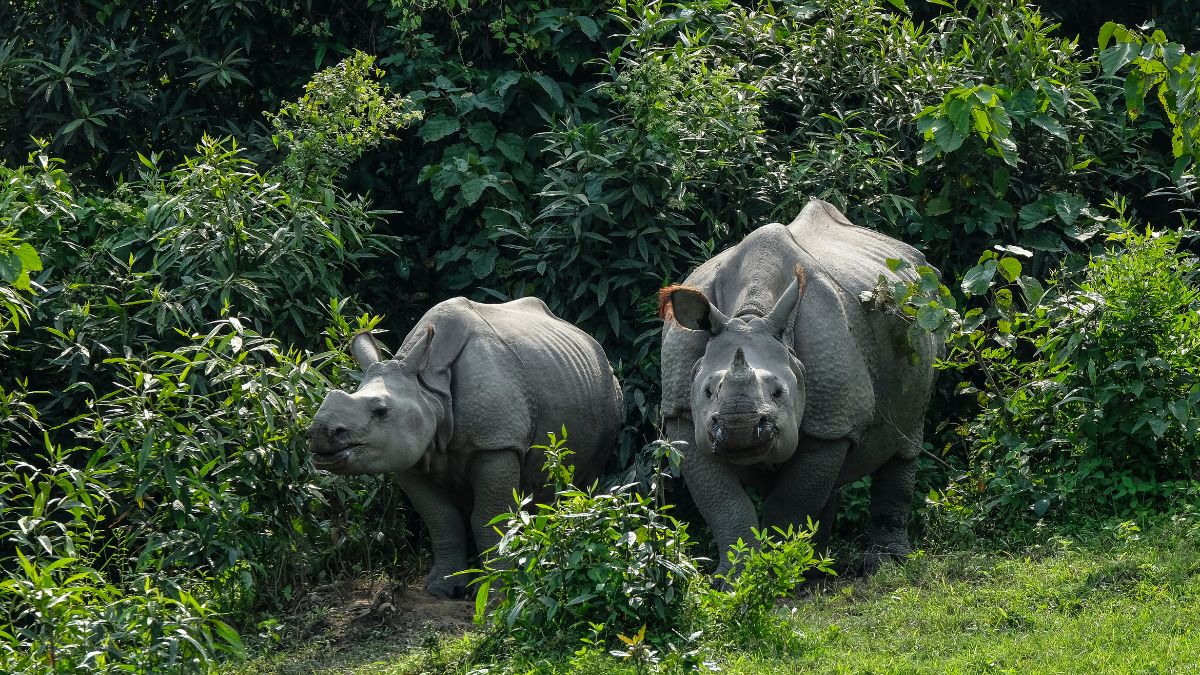 Kaziranga National Park, Assam