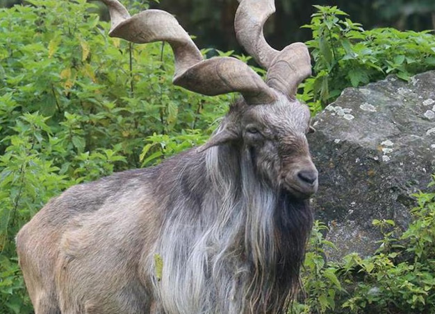 Kishtwar National Park