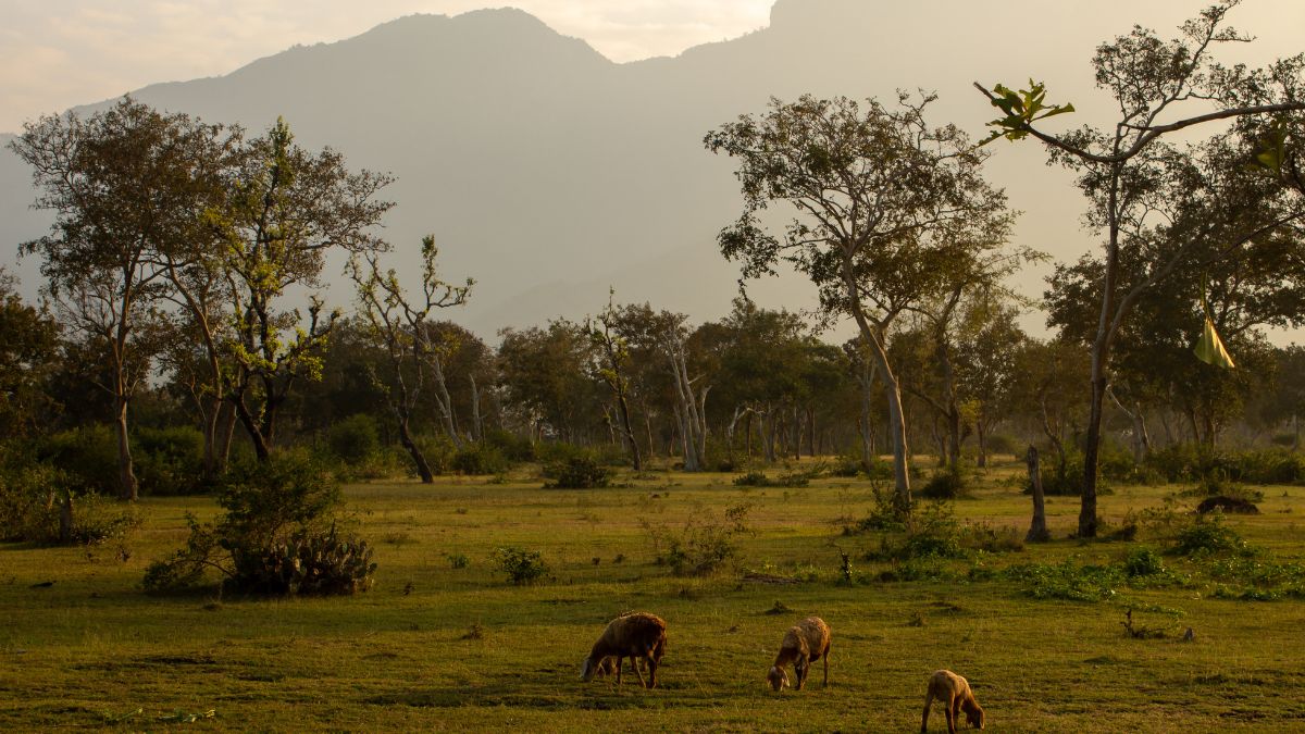 Mudumalai National Park, Tamil Nadu