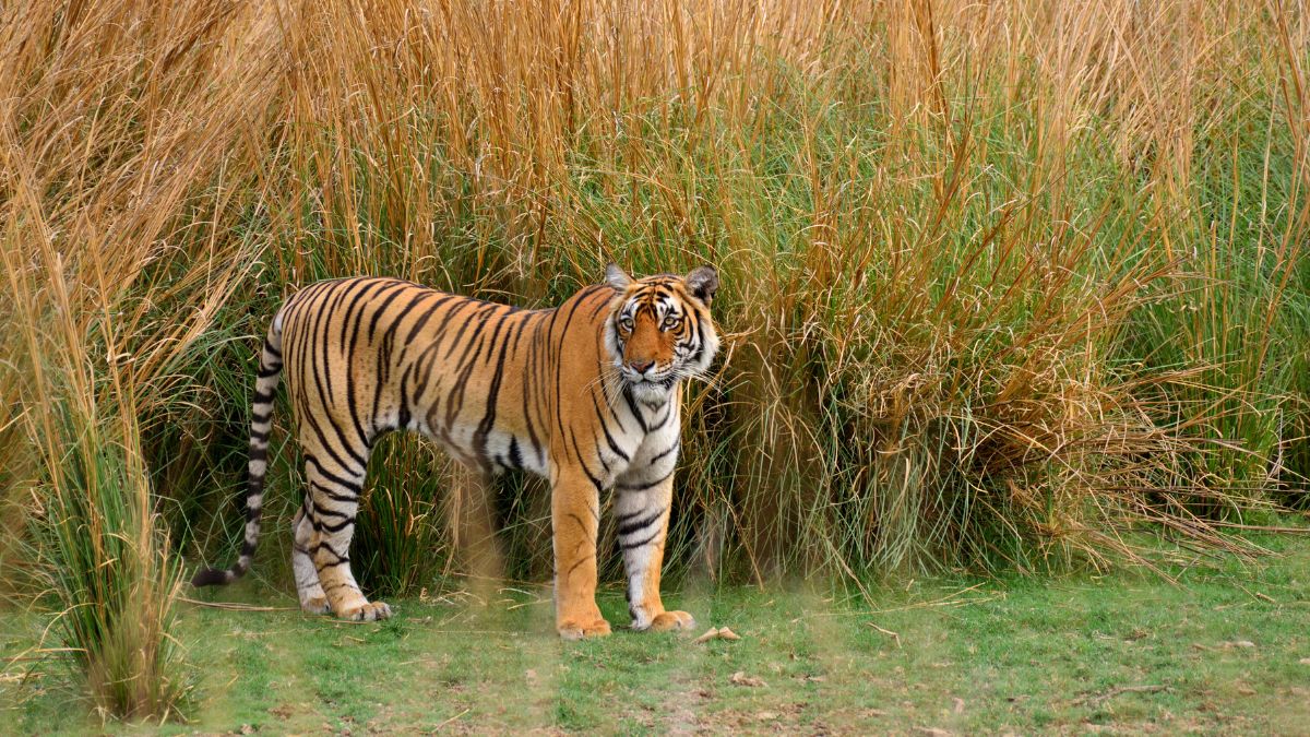 Ranthambore National Park, Rajasthan