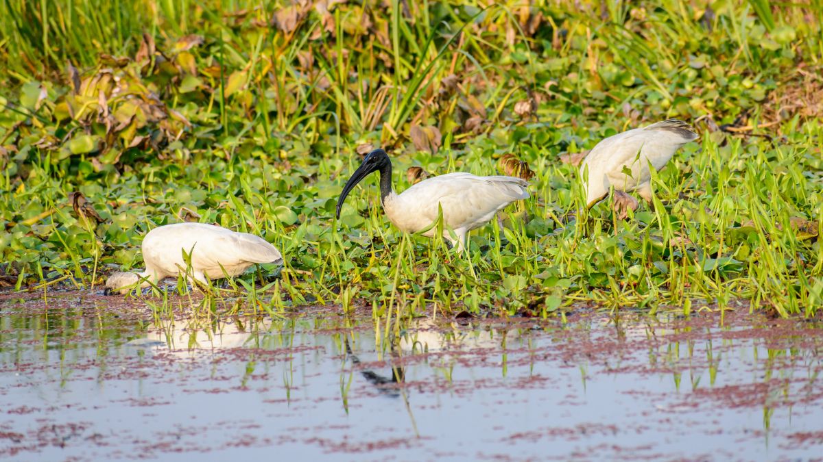 Sundarbans National Park, West Bengal
