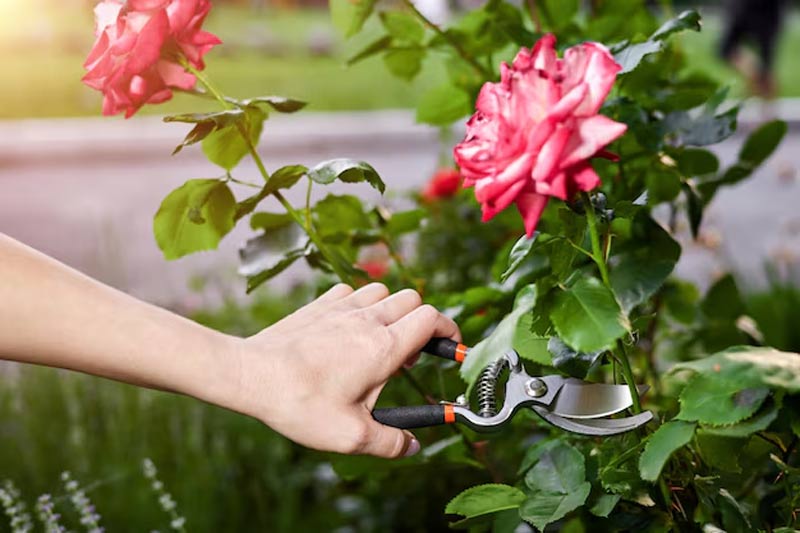 Which is the best fertilizer for roses