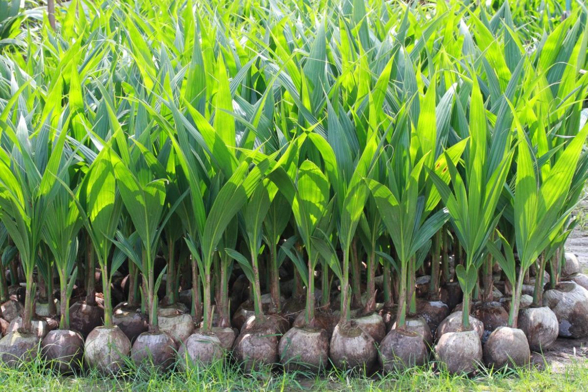 Young Coconut Tree Seed  
