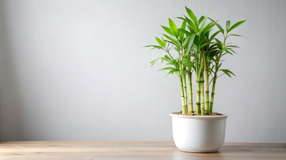 bamboo plant care