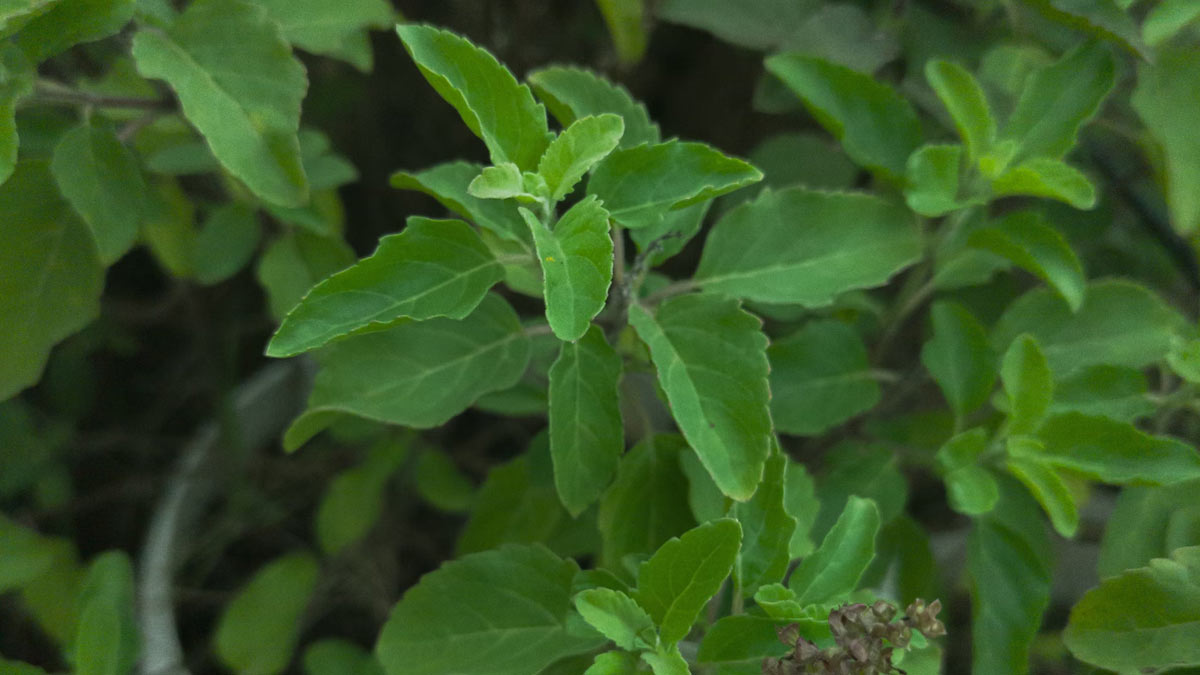 benefits of tulsi leaves