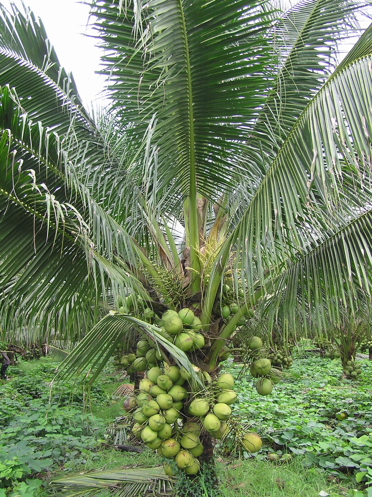coconut plants