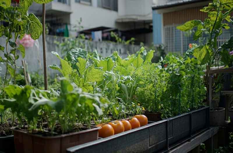 how to make perfect vegetable garden on terrace step by step