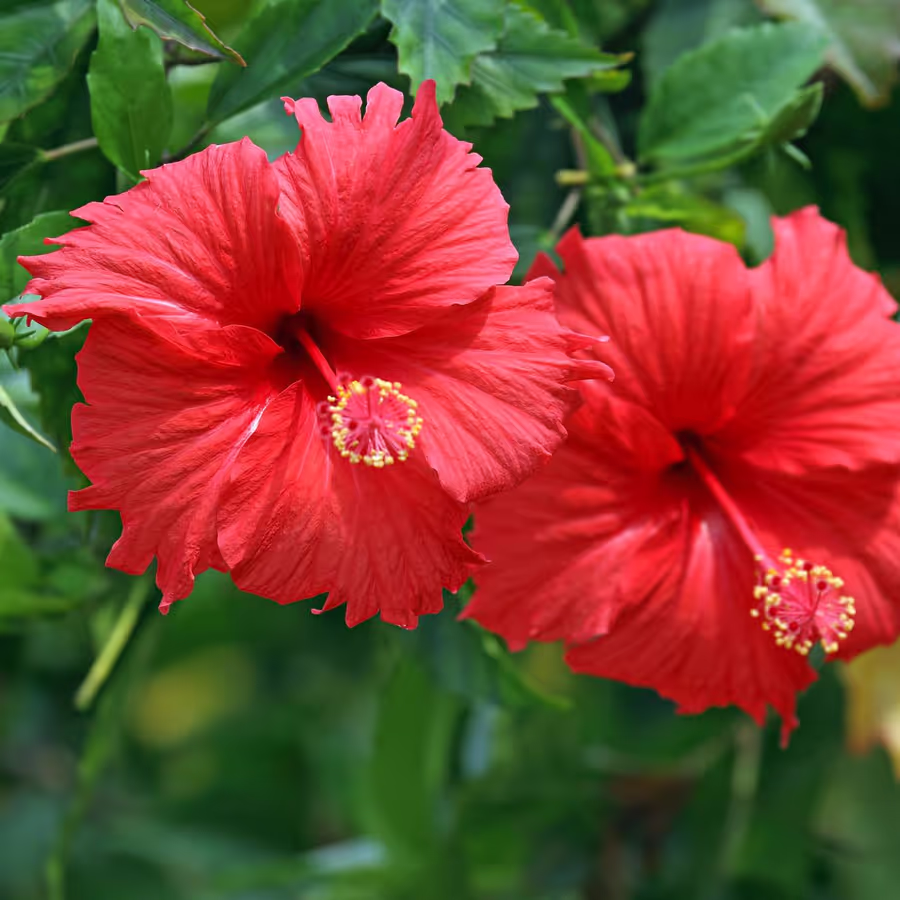 laxmi hibiscus