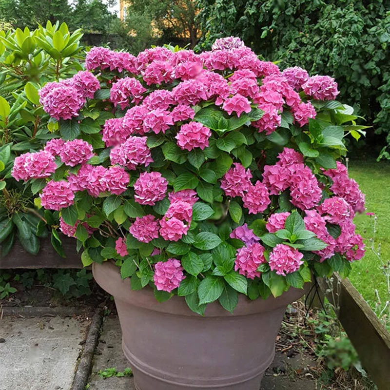 steps to plant shrubs