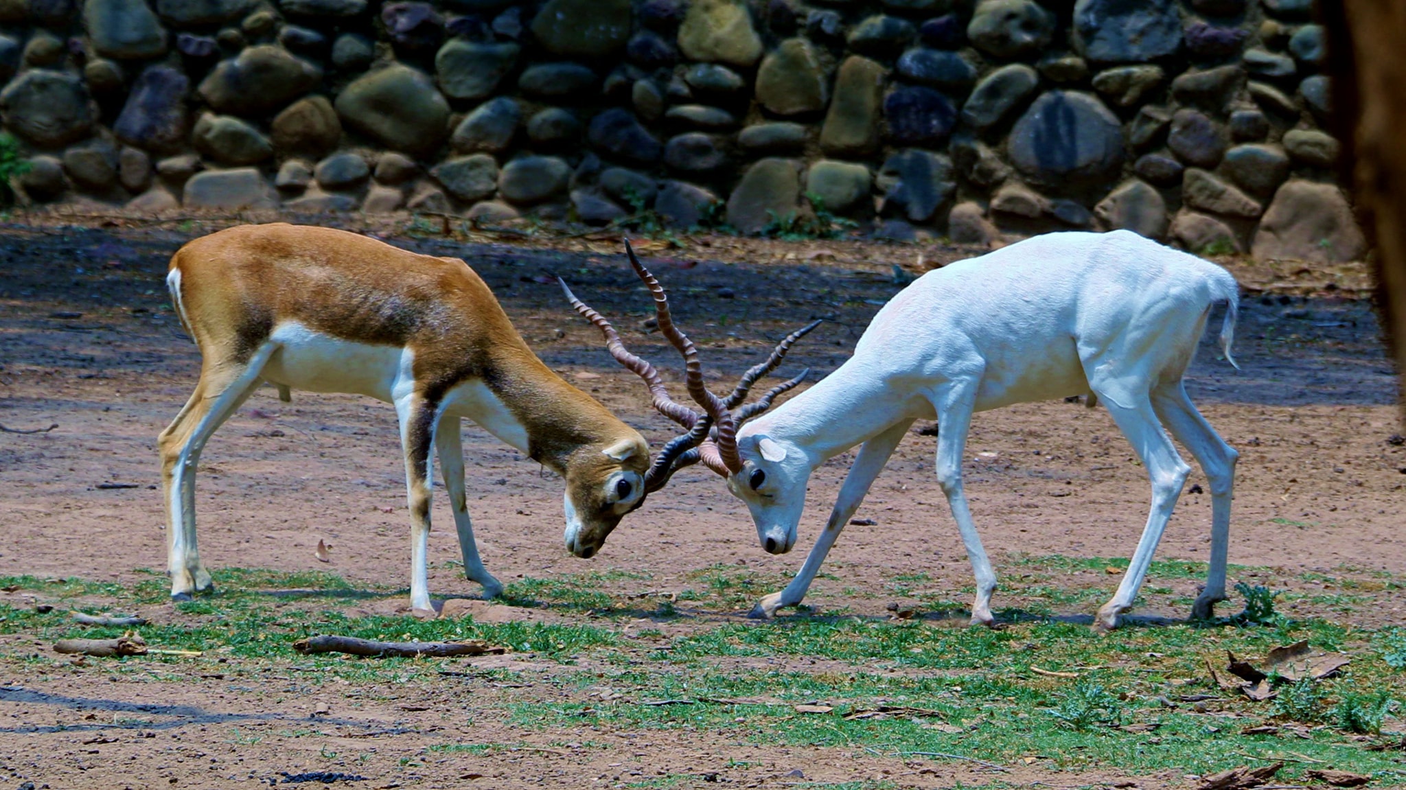things to do near chandigarh airport M.C. Zoological Park, Chhatbir