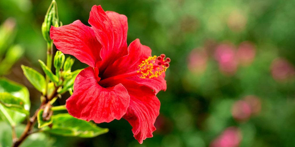 Here's Why Hibiscus Is Beneficial For Your Hair