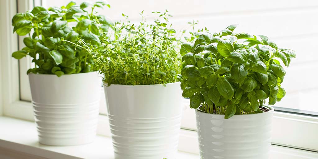 1643202961 Herb Plants In Kitchen Garden Social 