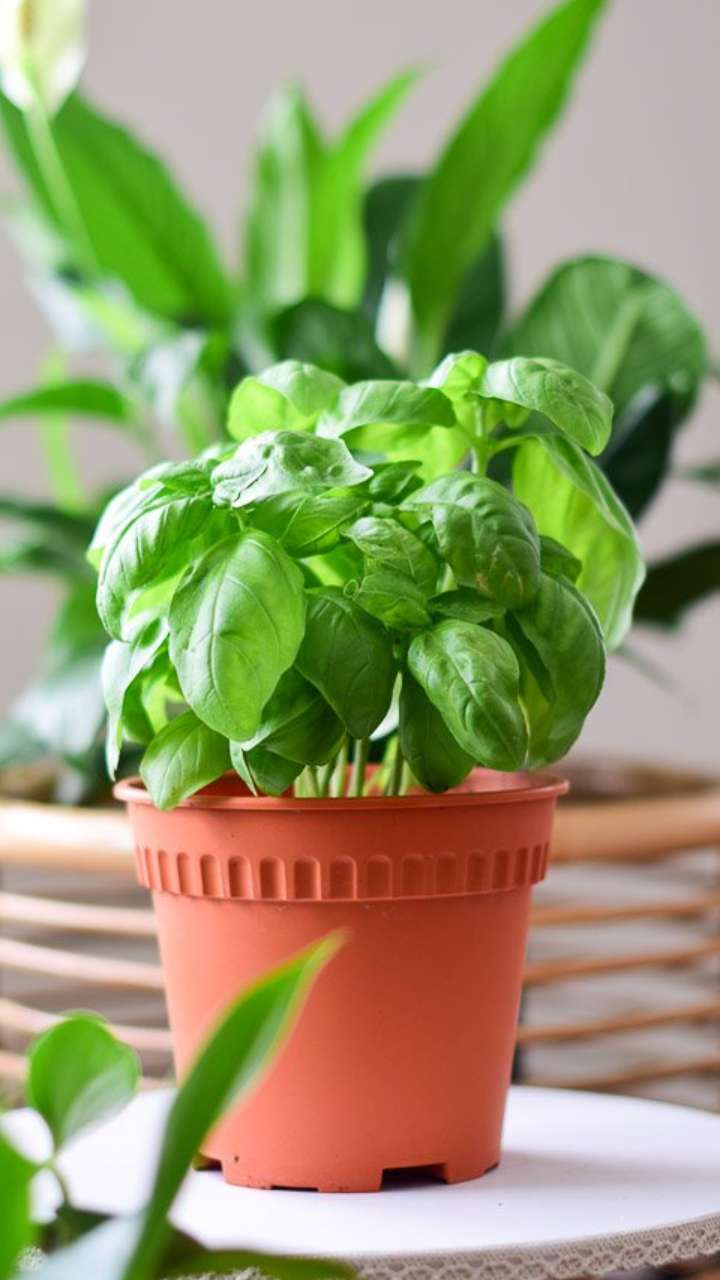 Sweet Basil