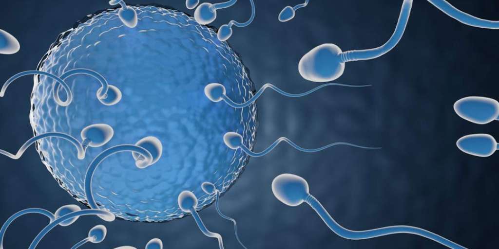 पति के Sperm Count बढ़ाने के लिए खिलाएं ये चीजें