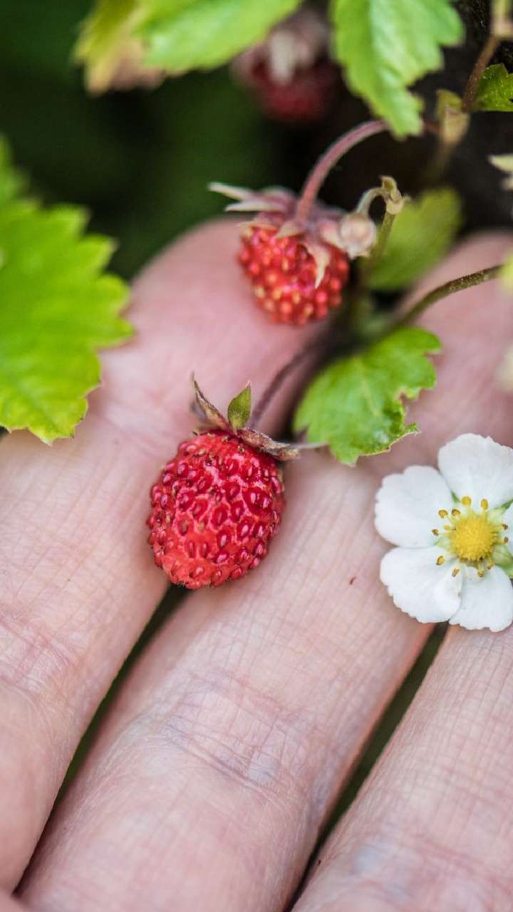 Wild Berries and benefits they bring