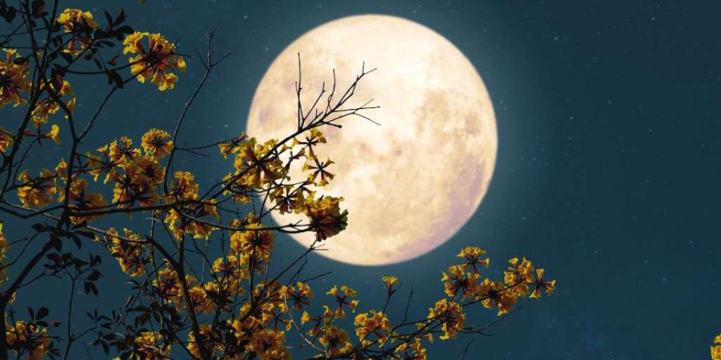 Checkout 6 Magical Night Flowering Plants