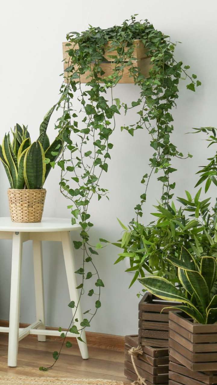 Oxygen Producing Indoor Plants For Your Home