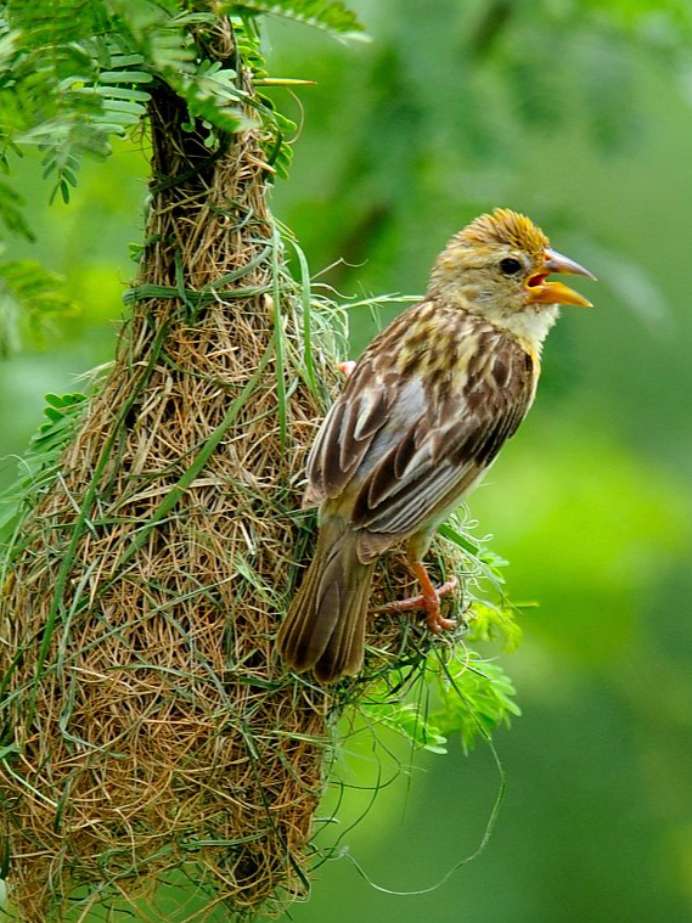 vastu-tips-which-bird-is