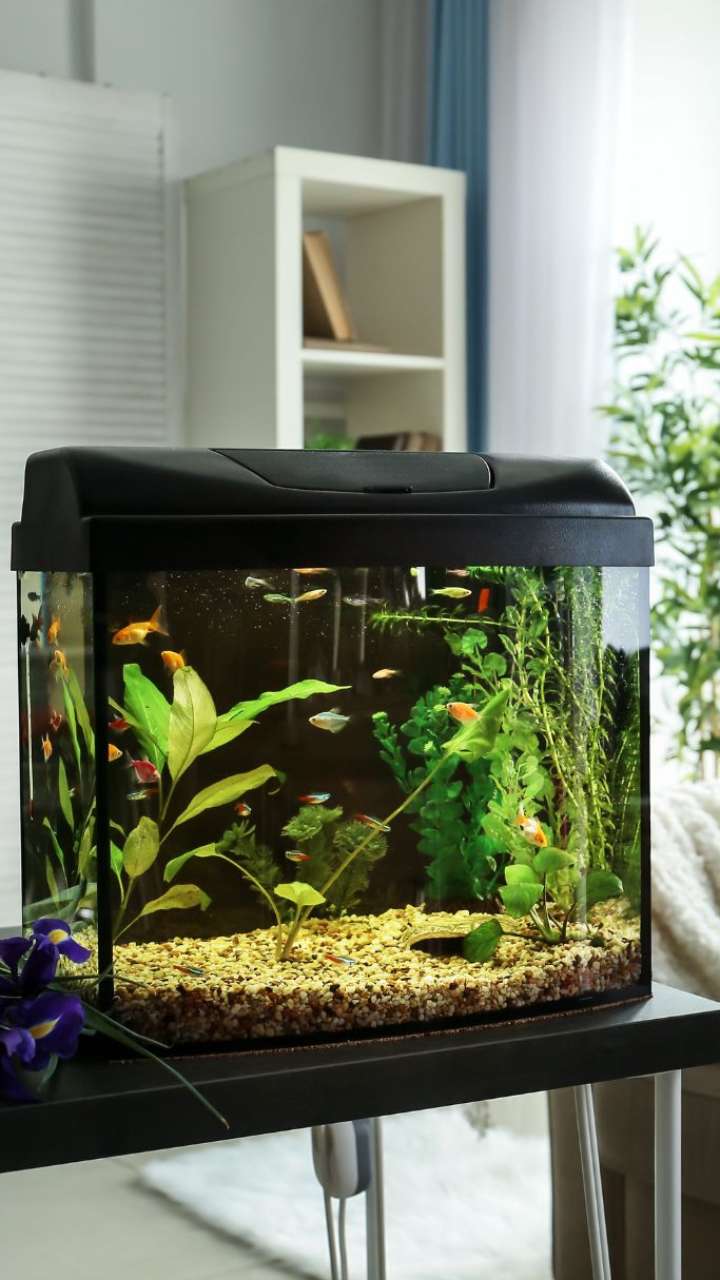 Benefits Of Keeping Fish Tank At Home