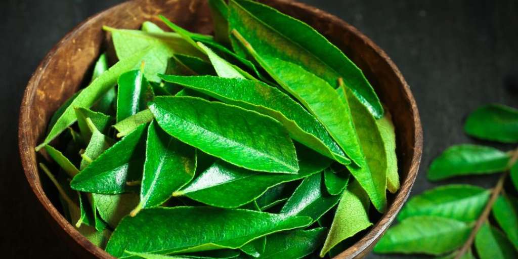 Morning Eating Habits Benefits Of Chewing Curry Leaves For Belly Fat Loss