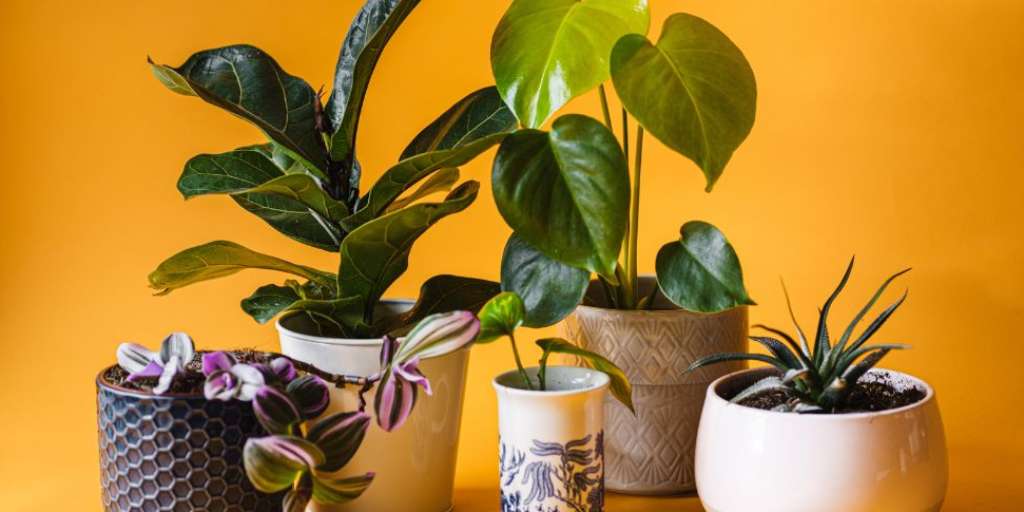 Top 6 Plants To Add To Your Gifting List This Diwali!