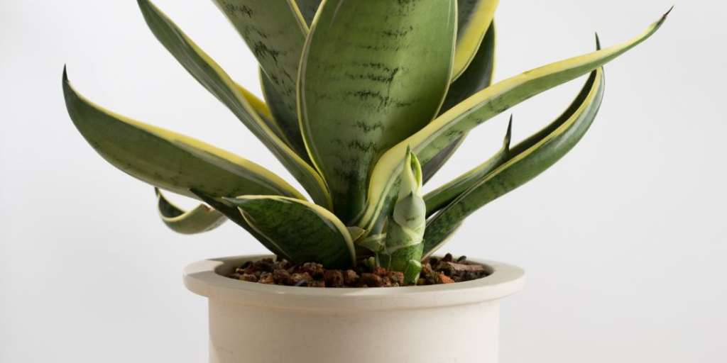 Hello Winter! Plants For Indoor Space To Purify The Air!