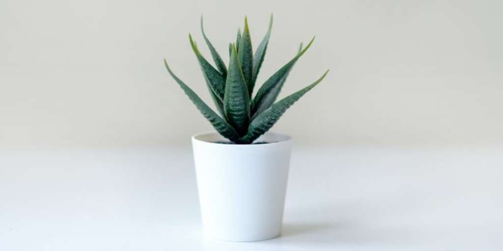 Vastu Significance Benefits Of Keeping Aloe Vera Plant At Home!