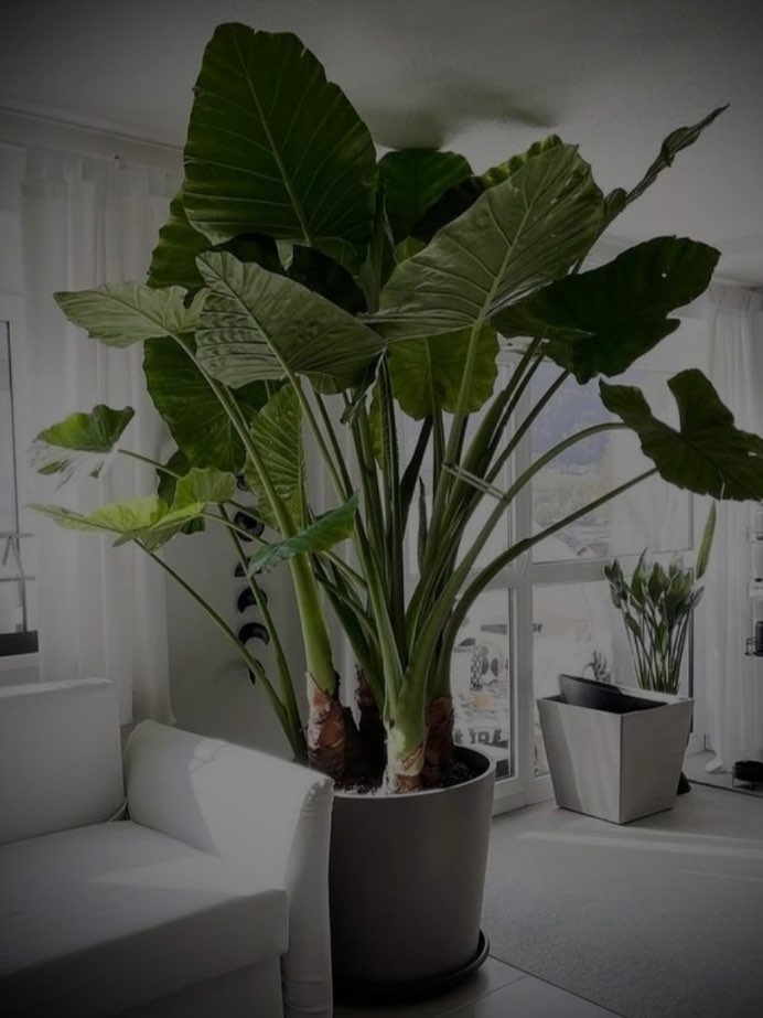 Top 5 Plants That Can Thrive Well Under Artificial Lights!