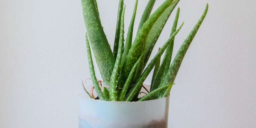 Top 6 Vastu Tips While Keeping Aloe Vera Plant At Home!
