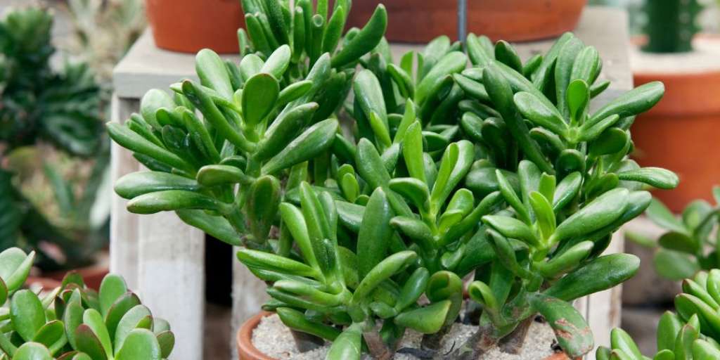 Benefits Of Keeping Jade Plant At Your Home!