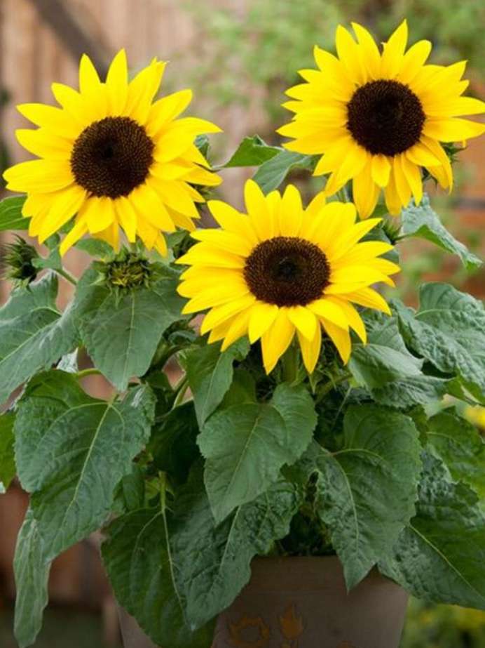 Effective Tips To Grow Sunflower Plants In Your Home Garden