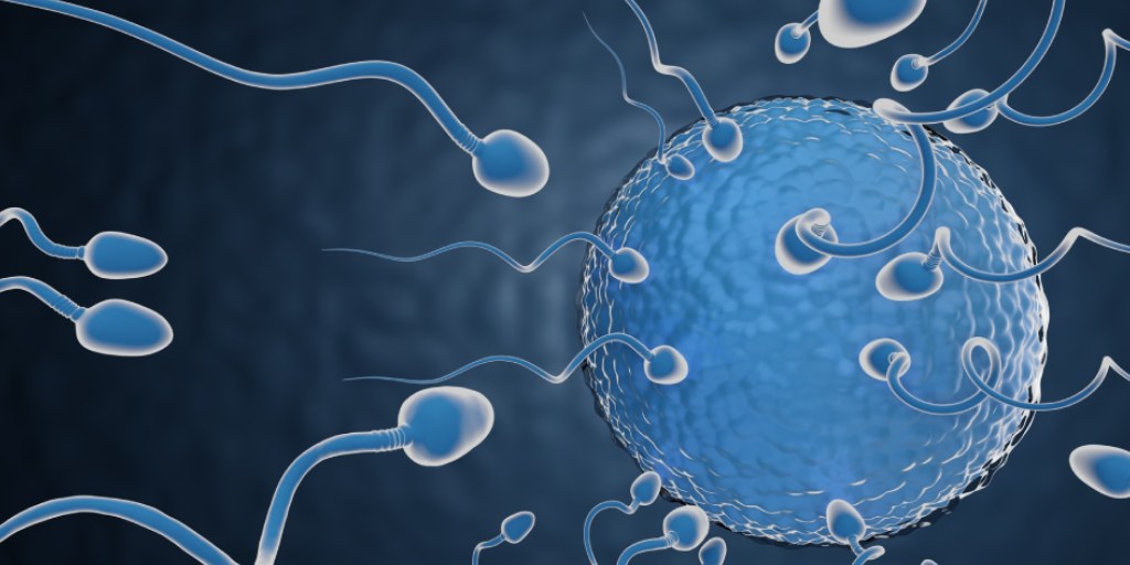 Sperm Production Food