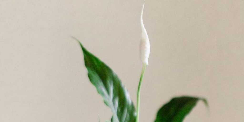 Delhi Couple Reduces Indoor AQI to 10-15 with Innovative Aquaponic Farming - News Directory 3