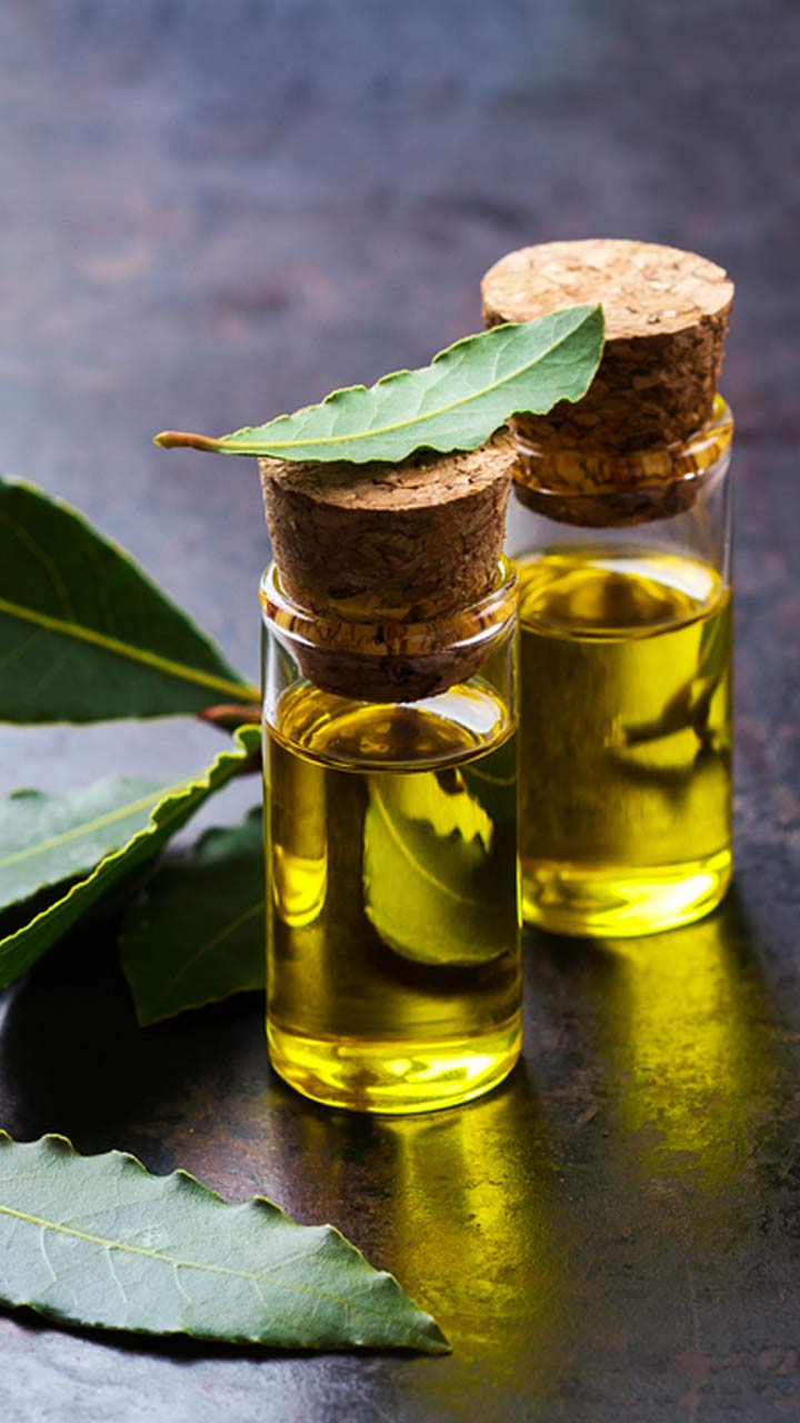 USES OF BAY LEAF FOR HAIR AND SKIN  THE INDIAN SPOT