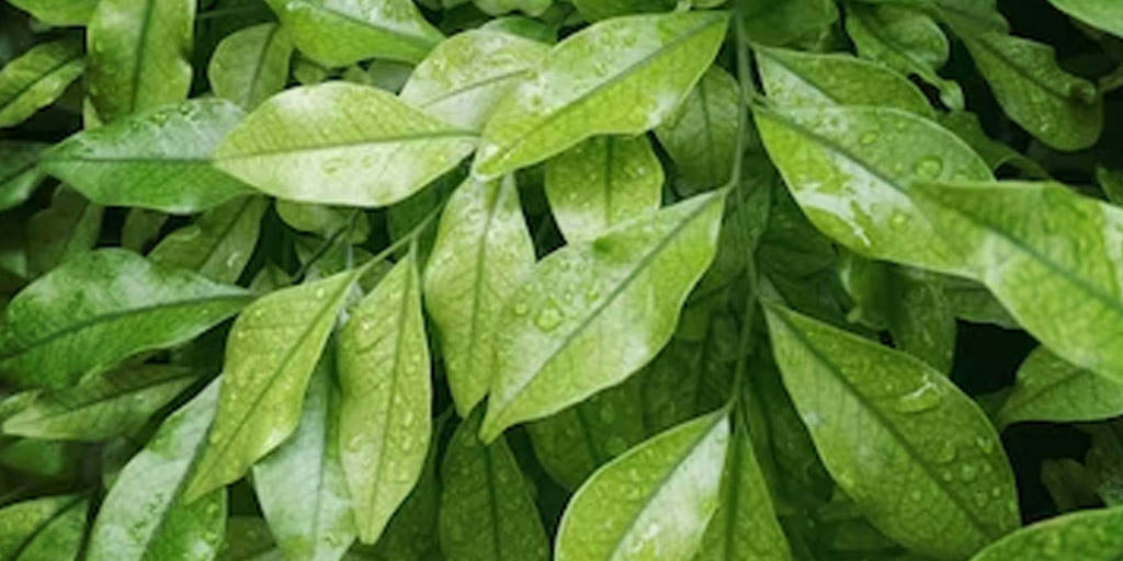 கருமுட்டை வளரவும் கருத்தரிக்கவும் இலை வைத்தியம்