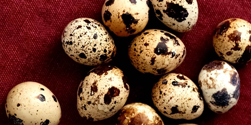 காடை முட்டையில் இவ்வளவு நன்மைகளா!