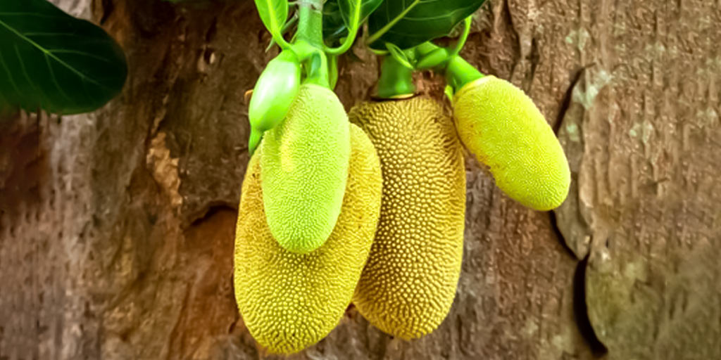 பலாகாயில் இவ்வளவு ஆரோக்கிய நன்மைகளா!