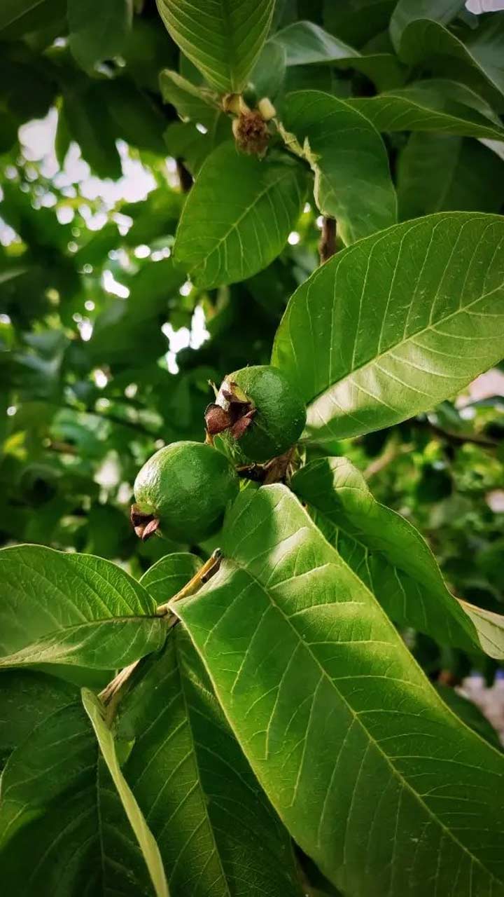 Guava Benefits: अमरूद के पत्तों में छिपे हैं ये गुण, दूर रहेगी बीमारियां